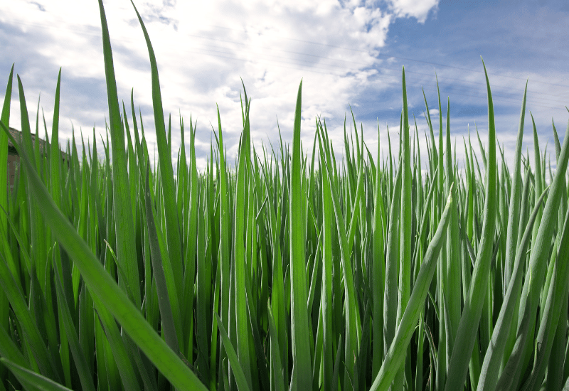 食卓の名脇役！万能食材「細ネギ」の魅力