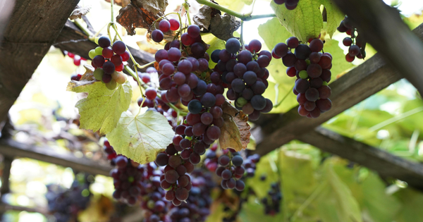 ぶどうの種の真実：毒性、種の取り方、そして種ごと食べる驚きの効果