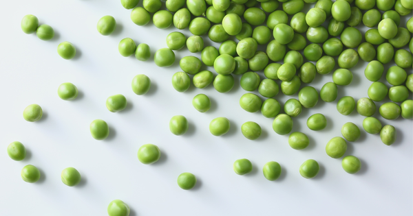 さやえんどう 苗 植え付け