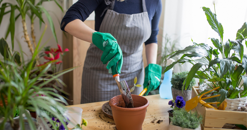 果樹を鉢植えで楽しむ：手軽に始めるプランター栽培とおすすめ品種