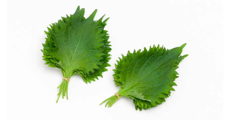 大葉の保存方法 長持ち