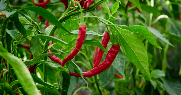 とうがらし保存方法