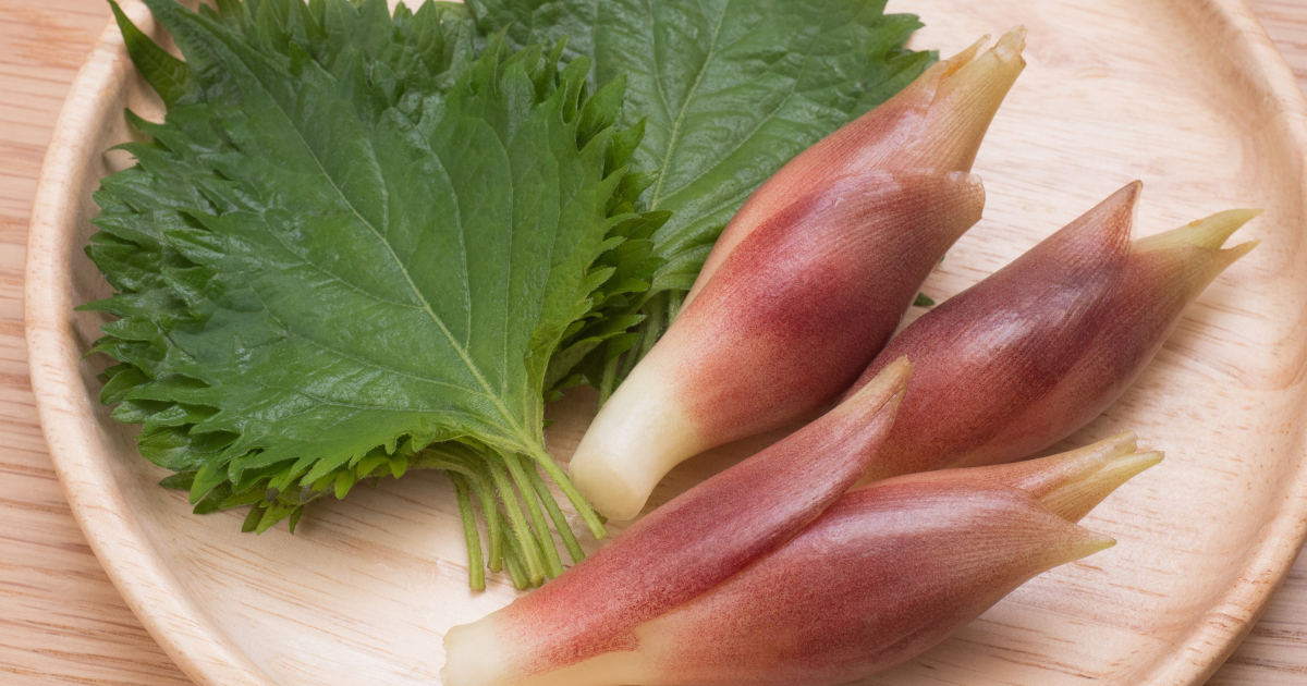 みょうが の 保存 方法