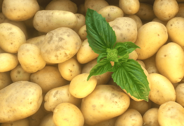 ジャガイモは食物繊維の宝庫？知られざる効果と活用術