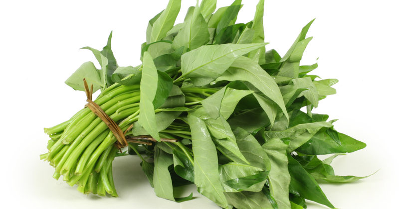 空芯菜の種まき時期：初心者でも失敗しない栽培方法と時期別管理のコツ