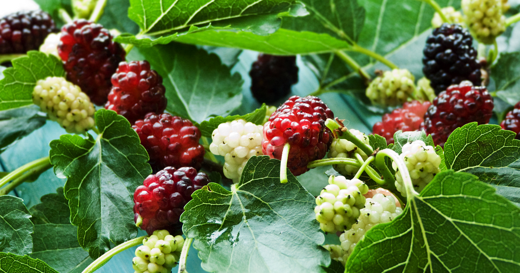 大きさ（大）マルベリー(桑の実)の苗木　9本セット　農薬不使用 楽天市場】果樹の苗/[送料無料]マルベリー（桑）：大実桑（オオミグワ