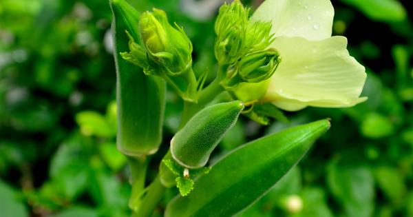 家庭菜園でオクラを育てる：初心者でも簡単！栽培方法と長く収穫を楽しむコツ