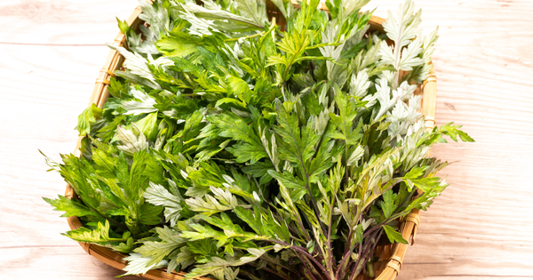 ヨモギの葉：身近な万能薬草、その魅力と安全な活用法