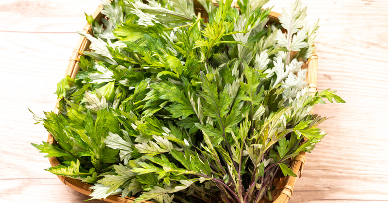 ヨモギの葉：身近な万能薬草、その魅力と安全な活用法