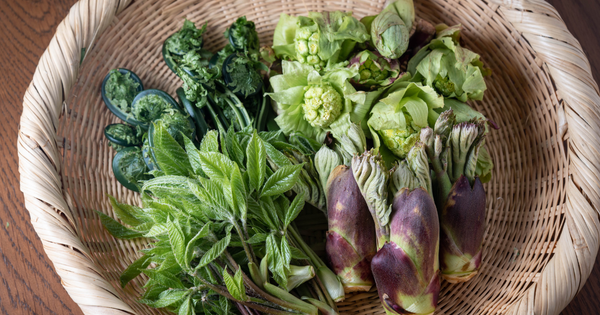 山菜の女王「コシアブラ」とは？特徴・由来から食べ方、レシピまで徹底解説