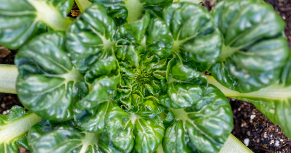 ターサイ（タアサイ）徹底解説｜栄養、旬、選び方、レシピ、保存法