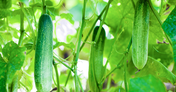 キュウリの種まき時期：失敗しない栽培スケジュールと成功のコツ