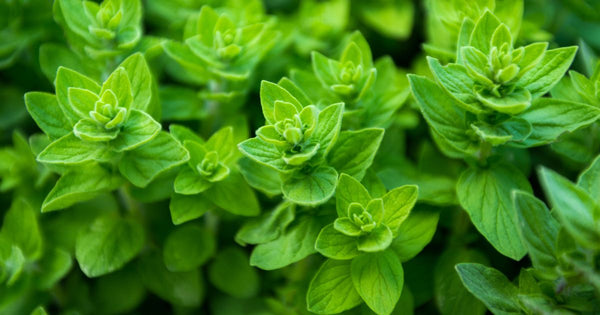 オレガノハーブ：料理、薬、花などの魅力