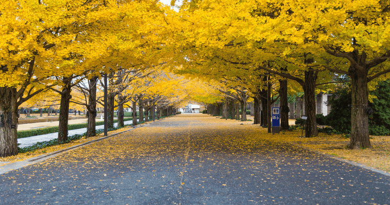 銀杏の鮮度を保つ！プロが教える保存方法：冷蔵・冷凍で美味しさ長持ち