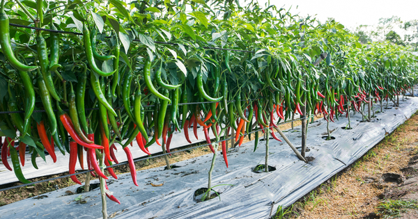 唐辛子苗で始める家庭菜園：育て方から収穫まで徹底ガイド