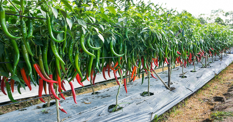 唐辛子苗で始める家庭菜園：育て方から収穫まで徹底ガイド