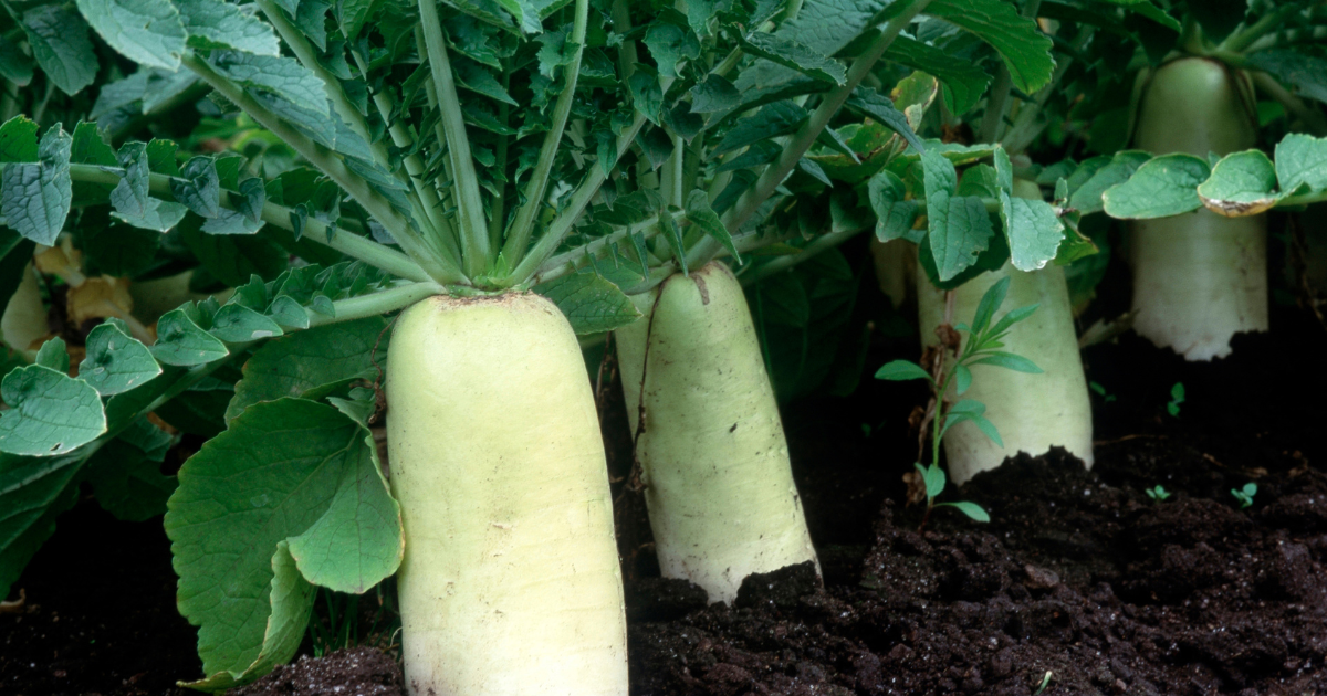 大根とは：特徴、歴史、栽培・活用法を徹底的に紐解く