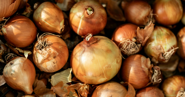 玉ねぎ苗の植え付け完全ガイド：初心者でも失敗しない育て方