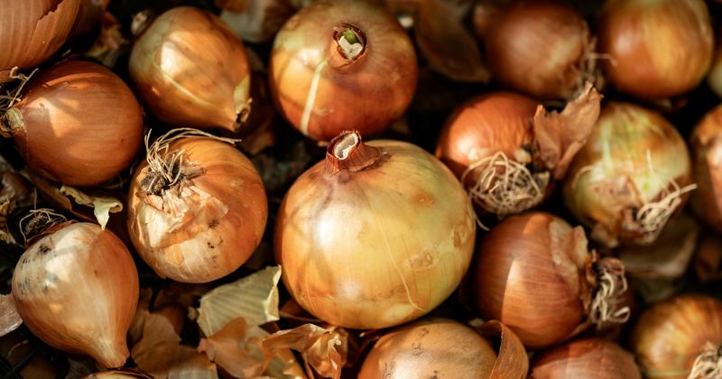 玉ねぎ苗の植え付け完全ガイド：初心者でも失敗しない育て方