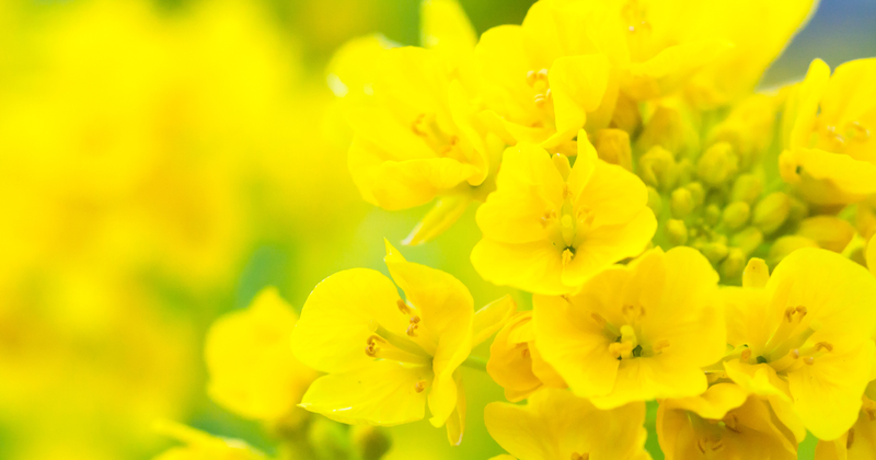 春を彩る菜の花：旬の時期、栄養、選び方から保存方法まで徹底解説