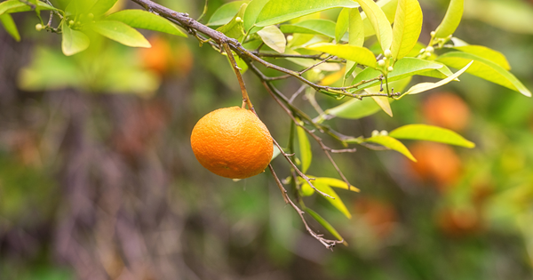清見タンゴール：柑橘界のサラブレッド誕生秘話と美味しさの秘密