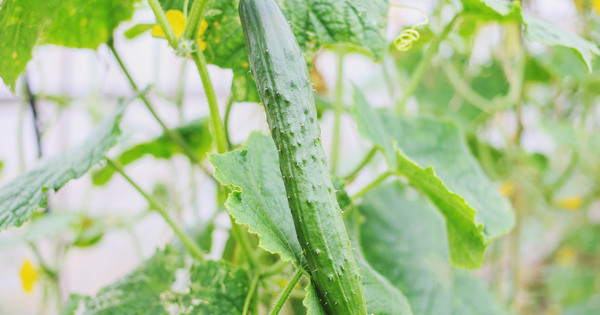 【家庭菜園】きゅうりの収穫時期完全ガイド：最適なタイミングと長く収穫するコツ
