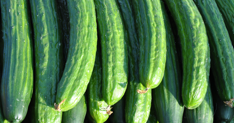 きゅうりが曲がる原因と対策：まっすぐ美味しいきゅうりを育てる栽培術