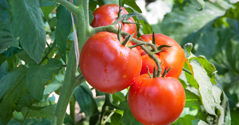 トマトの苗：植え付け時期と成功の秘訣 - 家庭菜園ガイド