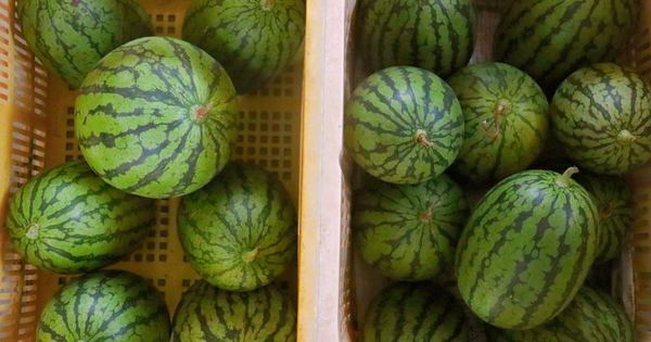 【小玉すいか ひとりじめ】美味しさ独り占め！山形県産ブランドすいかの魅力
