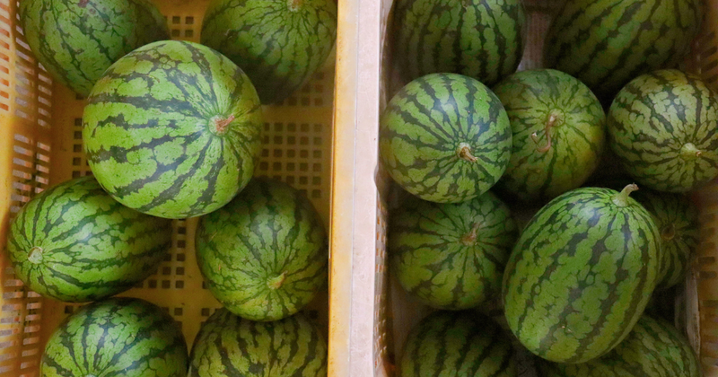 【小玉すいか ひとりじめ】美味しさ独り占め！山形県産ブランドすいかの魅力