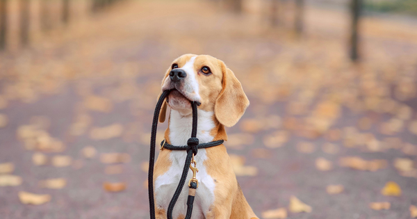 犬にメロンを与えても大丈夫？獣医が教える安全な与え方と注意点