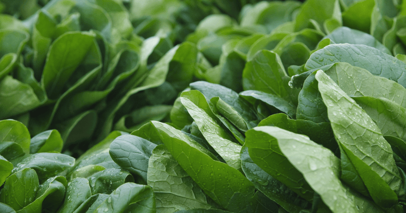 献立の主役に！ほうれん草を使った簡単人気レシピ集