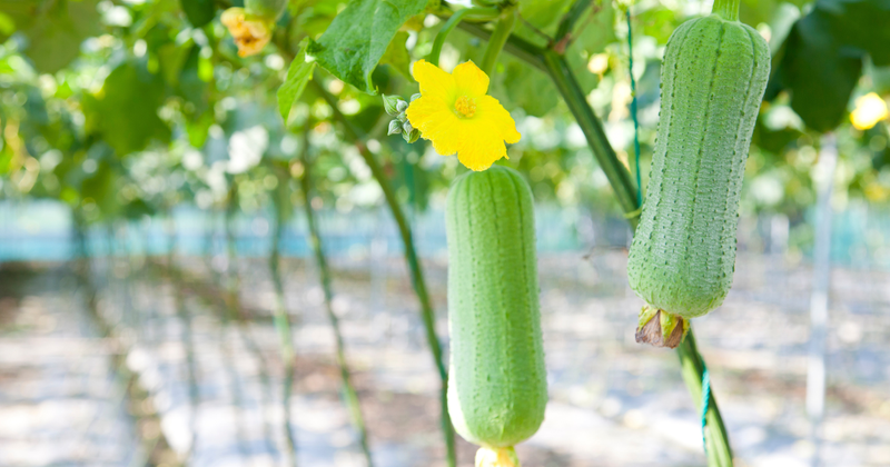 ヘチマの収穫時期を徹底解説！最適な時期を見極めて無駄なく活用しよう