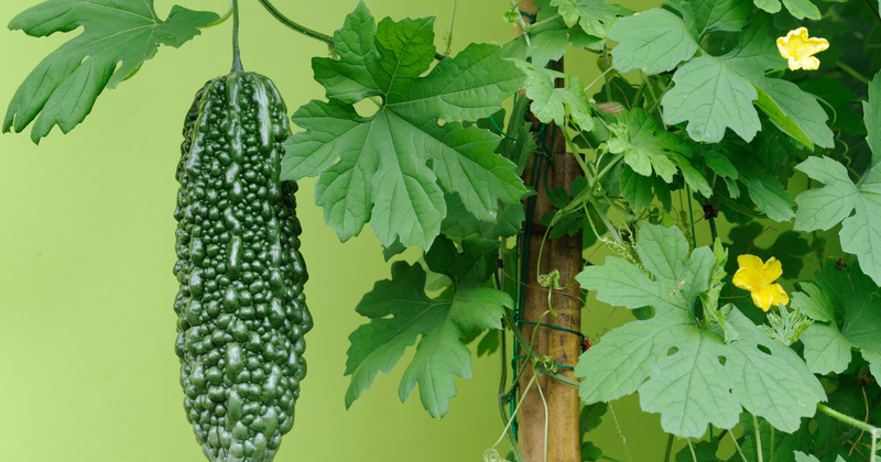 ゴーヤ冷凍保存術：苦味を抑え美味しく長持ちさせる秘訣と活用レシピ