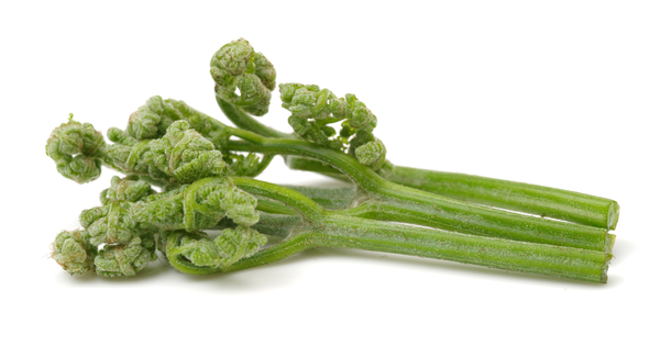 わらびの長期保存：冷凍で一年中楽しめる！