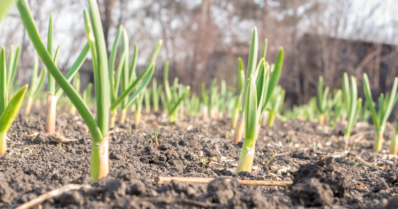 ニンニクの芽下ごしらえ