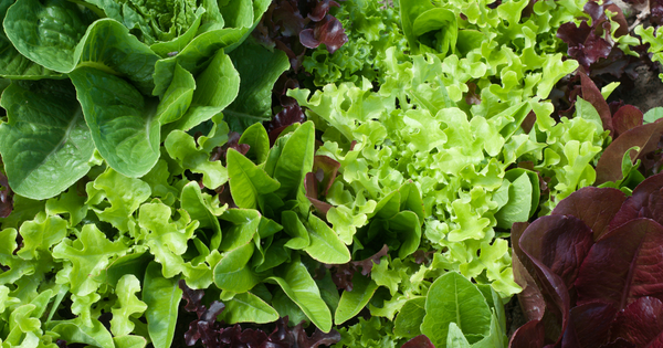 ちぎったレタス 保存方法