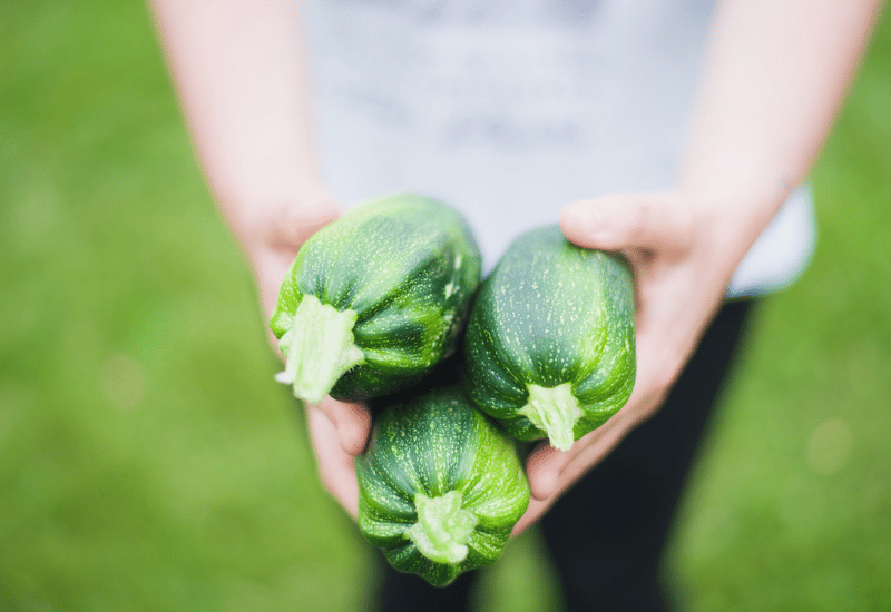 ズッキーニを生で楽しむ！知っておきたい基礎知識