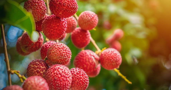 木になる果物