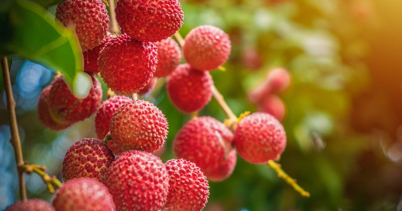 木になる果物