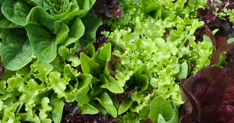 ロメインレタスとは