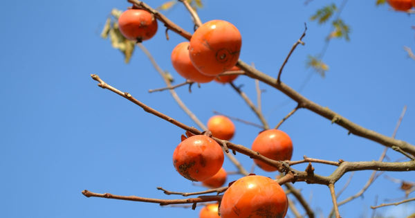 柿の種 発芽させるには