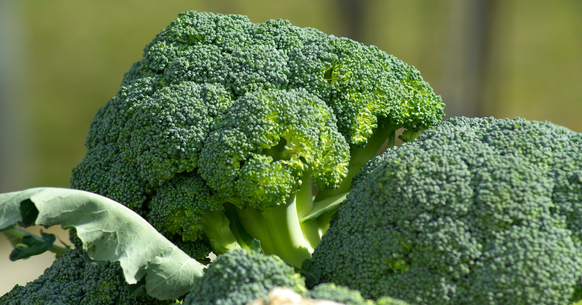 ブロッコリーとカリフラワーの掛け合わせ