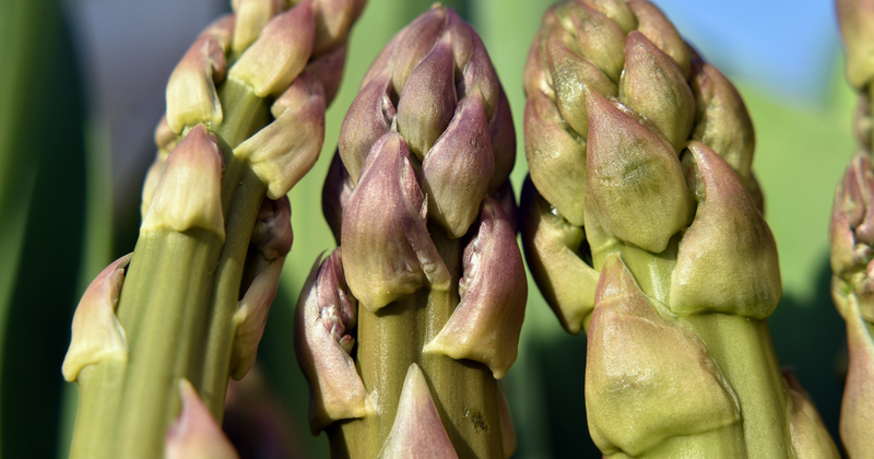 アスパラ日持ち