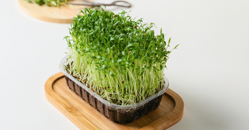 スプラウト栄養素