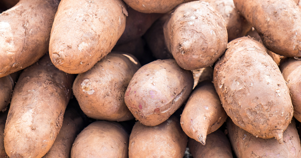 ヤーコンを美味しく食べる！厳選レシピと調理のコツ