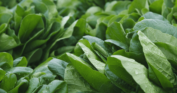 旬のほうれん草：栄養満点！一番美味しい時期と効果的な食べ方
