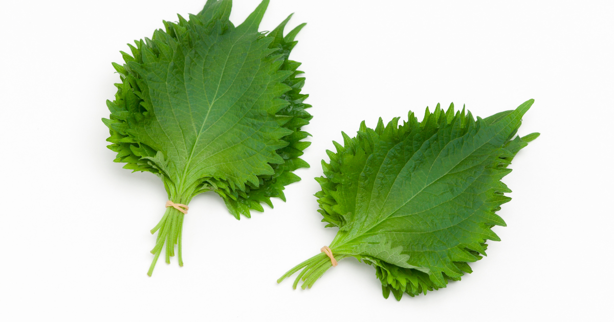 大葉と青じその違いとは？徹底解説！
