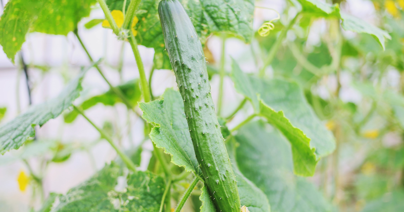 プランターで育てる新鮮キュウリ：初心者でも簡単！栽培方法と成功のコツ