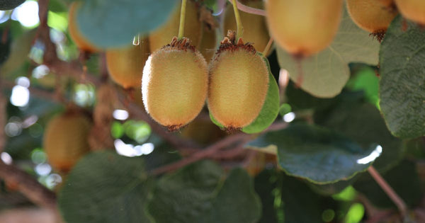 国産キウイの魅力：旬の時期や美味しい食べ方、産地情報もご紹介